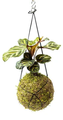 Obrázek produktu pro Gardners Kokedama Calathea Makoyana (M)