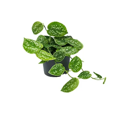 Produktbild von Scindapsus Pictus