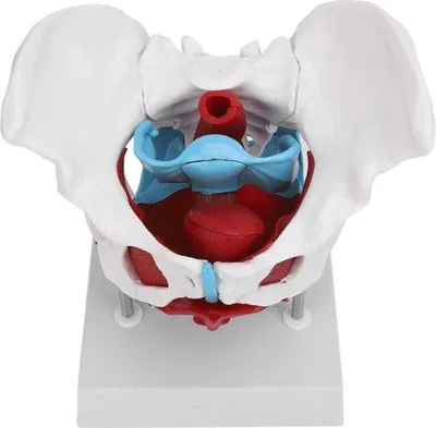 Obrázek produktu pro Model ženské pánve s pánevním dnem – anatomický model pro medicínu a vzdělávání