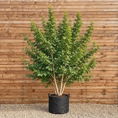 Produktbild von Feldahorn 150-200 cm - Acer campestre mehrstämmig