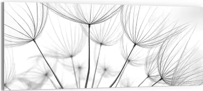 Produktbild von DEQORI Glasbild Echtglas 125x50 cm 'Pusteblume Nahaufnahme' Wandbild Bild modern Deko