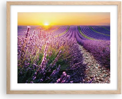 Produktbild von Gerahmtes Poster - Rahmen in heller Eiche - Feld Lavendel Sonne - 50x40 cm - Wand Bild - Wanddeko - Wandbilder - Kunstposter - Wandposter - Bilderrahmen - Bilder - Kunstdruck - P2NAA50x40-4703