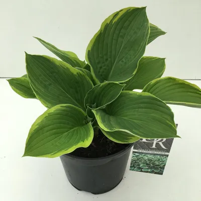 Produktbild von Hosta 25 cm - Funkien - Lilie srdčitá Hosta Aureomarginata