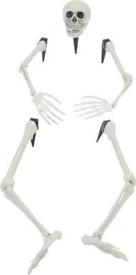 Productafbeelding van Halloween Skelet met Gronds Spikes Wit 45,5 x 13 cm