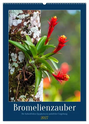 Produktbild von Bromelienzauber (Wandkalender 2027 DIN A2 hoch), CALVENDO Monatskalender