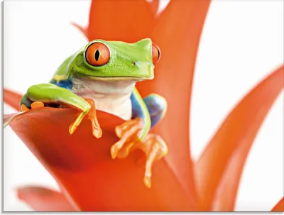 Produktbild von Sascha Burkard: Frosch auf seinem Thron - Glasbild, Größe:60x80 cm / Glasbild