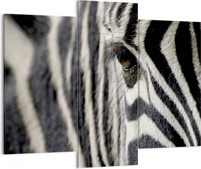 Produktbild von Bild auf Leinwand - Leinwandbild - Zebra Streifen Tierwelt Safari - 130x100cm - Wand Bild - Wanddeko - Leinwanddruck - Bilder - Kunstdruck - Leinwand bilder - Wandkunst - CB130x100-2195
