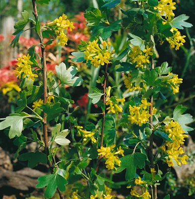 Produktbild von Ribes alpinum, Alpen-Johannisbeere, 60–100 cm