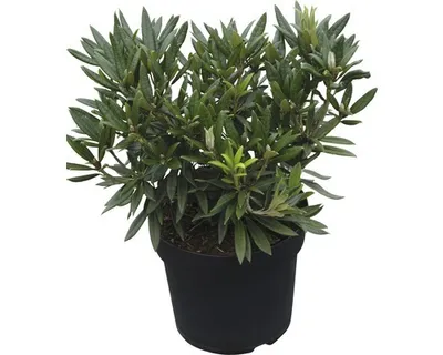 Produktbild von Großblumige Alpenrose FloraSelf Rhododendron Hybride 'Blewbury' H 30-40 cm Co 6 L