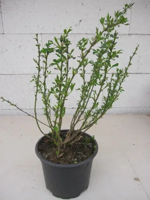 Produktbild von Chamaecytisus purpureus - Purpur-Ginster - duftend