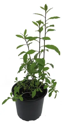 Produktbild von Enseleits Goji Beere (Lycium barbarum)