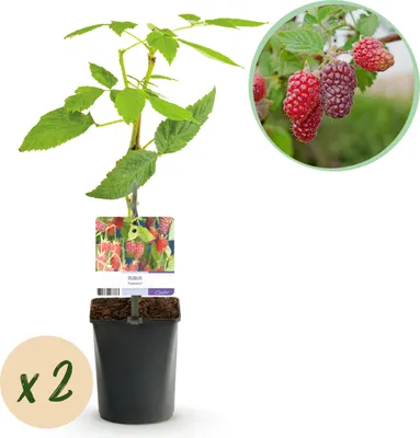Produktbild von GreenboutiQ - Obstpflanze - Taybes - Rubus Tayberry - Rote Frucht - 2 Pflanzen - Topf 11cm Höhe 40cm