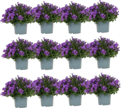 Produktbild von Campanula Addenda Ambella lila 12er Set – Glockenblume violett 12cm – winterhart, lang blühend – Bodendecker für ca.1m² – für Beet, Kübel, Balkonkasten & Hängekorb
