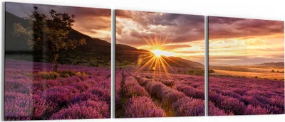 Produktbild von DEQORI Glasbild Echtglas 3x50x50 cm 'Lavendelreihen am Abend' Wandbilder XXL groß
