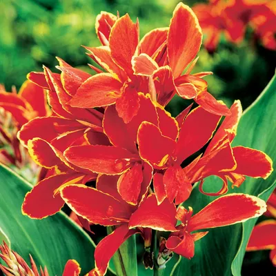 Immagine prodotto di Canna Kanna Paciorecznik Giallo-Rosso 1 pz. piantine di Canna Kanna