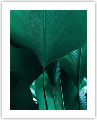 Produktbild von Poster - Poster ohne Rahmen - Blätter Palmen Banane - 40x50 cm - Wand Bild - Wanddeko - Wandbilder - Kunstposter - Wandposter - Bilder - Kunstdruck - Wanddekoration - Wandbild - P2XPA40x50-4694