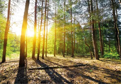 Produktbild von Wallario Poster - Sonnenstrahlen tief hinter dem Wald, Kunstdruck Größe: 70 x 100 cm