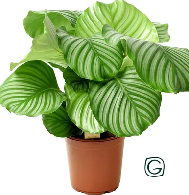 Produktbild von BALDUR Garten 1x Calathea orbifolia, Pflanze im 17 cm-Topf, pflegeleicht, immergrün, Zimmerpflanze, Korbmarante, Grünpflanze, exotisch und ungiftig, für Wohnräume und Büro