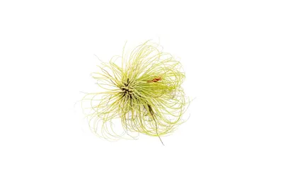 Obrázok produktu pre Gardnerova Tillandsia Andreana