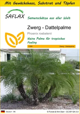 Produktbild von SAFLAX Anzucht Set - Zwerg - Dattelpalme - Phoenix roebelenii - 25 Samen - Mit Mini-Gewächshaus, Anzuchtsubstrat und 2 Töpfen