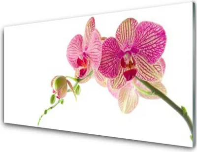 Produktbild von Acrylglasbilder 100x50 Wandbild Druck Blumen Pflanzen