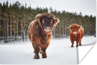 Produktbild von MuchoWow® Poster Schottische Hochlandrind - Schnee - Kühe 180x120 cm - Fotoplakat