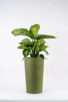 Produktbild von ADONI Handgefertigter Jute-Blumentopf mit Einsatz (47 cm) – Dekorativer Boho-Übertopf für Zimmerpflanzen, Grün