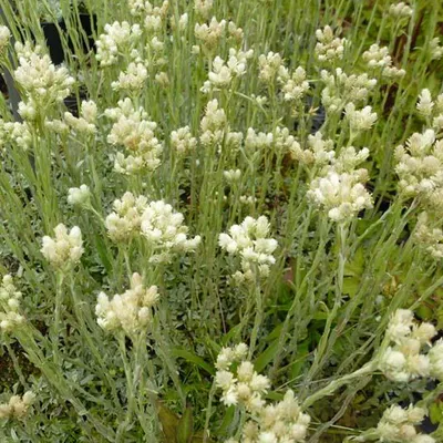 Produktbild von 6 x Katzenpfötchen - Antennaria dioica borealis  | Topf 9cm x 9cm