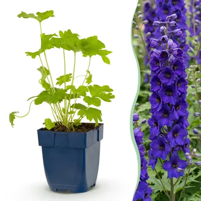 Produktbild von Delphinium (P) Black Knight – Rittersporn – Bienen- und Schmetterlingsmagnet – Violett - 15-25cm - Ø11cm - Gartenpflanze