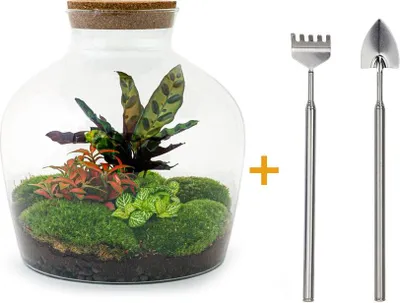 Produktbild von Diy Terrarium - Fat Joe Rood - ↕ 30 Cm