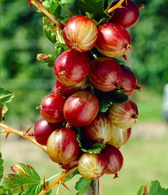 Produktbild von BALDUR Garten 1x Rote Säulen-Stachelbeere, Pflanze im 2 Liter-Topf, Ribes uva-crispa, Säulenobst, winterhart, platzsparende Säule für kleine Gärten, Balkone & Terrassen