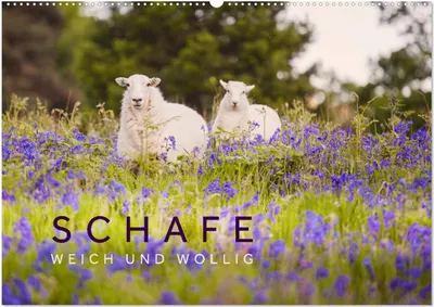 Produktbild von Schafe - Weich und wollig (Wandkalender 2025 DIN A2 quer), CALVENDO Monatskalender