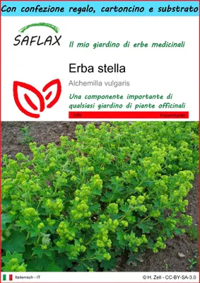 Immagine prodotto di SAFLAX Set regalo - Erba stella - 100 semi - Alchemilla