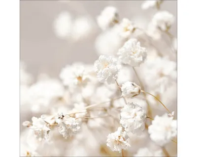 Produktbild von Glasbild Meadow flowers II 50x50 cm