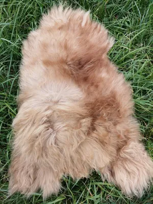 Zdjęcie produktu dla Oferta Specjalna Real Xl Island Sheepfur In Brown Only 110-120Cm