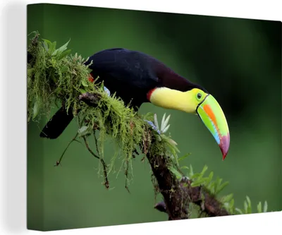 Produktbild von OneMillionCanvasses® - Leinwandbilder - 140x90 cm, Ein Tukan schaut neugierig von einem Ast herunter, Wandbilder Kunstdruck Wanddekoration - Foto auf Leinwand - Gemälde auf