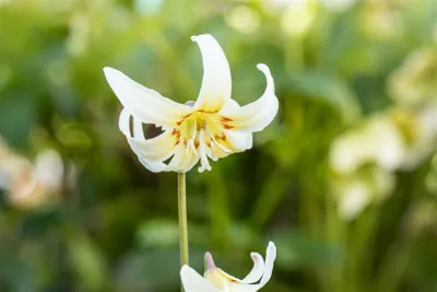 Produktbild von Erythronium tuolumnense 'White Beauty', Hundszahn, weiß, ca. 9x9 cm Topf