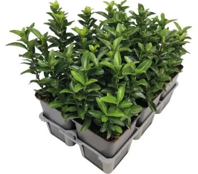 Obrázek produktu pro Brslen japonský FloraSelf Euonymus japonicus 'Green Spire' balení 6 ks