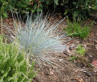Obrázok produktu pre 6 x Festuca glauca 'Uchte' - Blauschwingel - Topf 9 x 9 cm