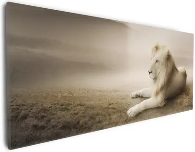 Produktbild von Wallario Premium Leinwandbild Stattlicher ruhender Löwe in Afrika in Sepiafarben in Größe 30 x 75 cm