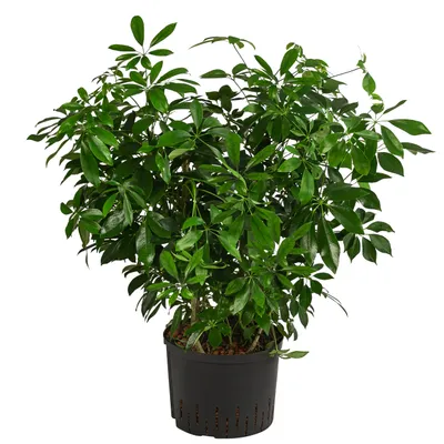 Produktbild von Dehner Strahlenaralie, Schefflera arboricola compacta Nora, in Hydrokultur, ca. 70 cm, Ø Topf 19 cm, Zimmerpflanze