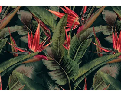 Produktbild von Fototapete Vlies DD120243 Cuba GreenBirdPara grün 4-tlg. 400 x 280 cm