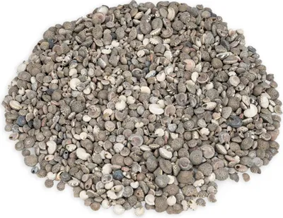 Produktbild von Umbonium vestiarium,verpackt mit 0,5kg, Größe ca. 0,5-1cm, ca. 1500-2000 Stück | Deko-Schnecken