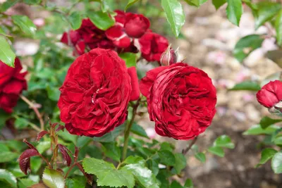 Produktbild von Rotkäppchen-Rose, im Topf - Rosa