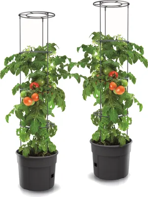 Obrázek produktu pro 2 x Květináč na pěstování rajčat Průměr 39,2 cm Hrnec s Podpěrou a Vložkou