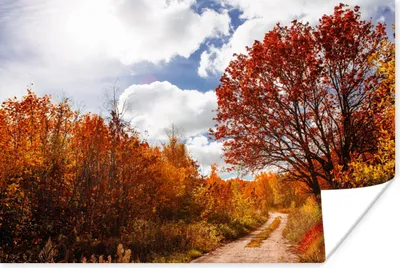 Produktbild von MuchoWow® Poster Baum - Weg - Herbst 120x80 cm - Bilder