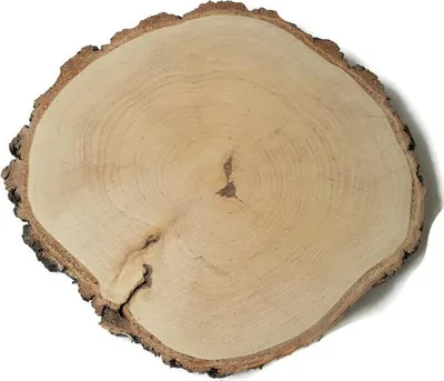 Produktbild von Holzscheibe Birke geschliffen 25-28 cm / 2 cm