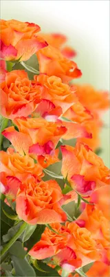 Produktbild von Wallario Poster - Orangene Rosenblüten im Strauß, Kunstdruck Größe: 50 x 125 cm