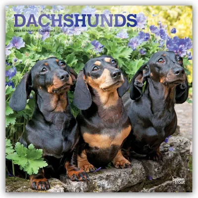 Produktbild von Dachshunds - Dackel 2027 - 16-Monatskalender