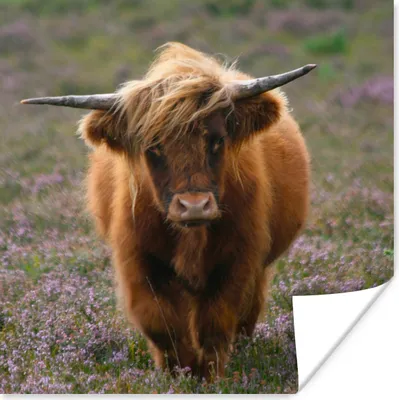 Produktbild von MuchoWow® Poster Schottische Hochlandbewohner - Heidelandschaft - Tiere 50x50 cm - Wohnzimmerdekoration